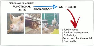 Editorial: Bio-accessibility of functional compounds and nutrients of animal diets